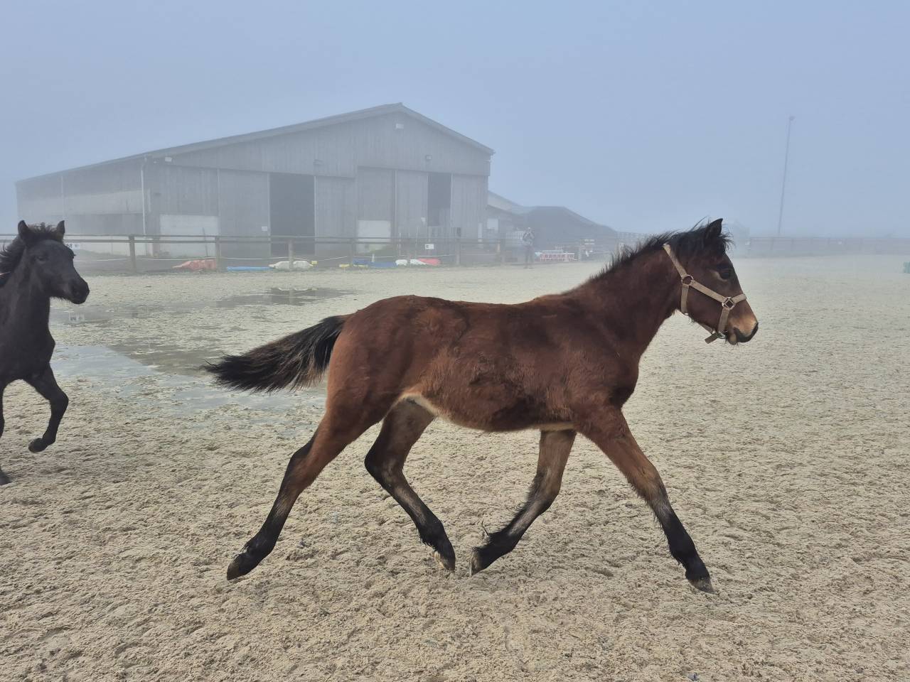 Caballo castrado Welsh Part Bred En venta 2025 Bayo