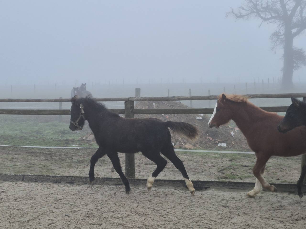 Caballo castrado Welsh Poni (Secci&oacute;n B) En venta 2025 Tordo