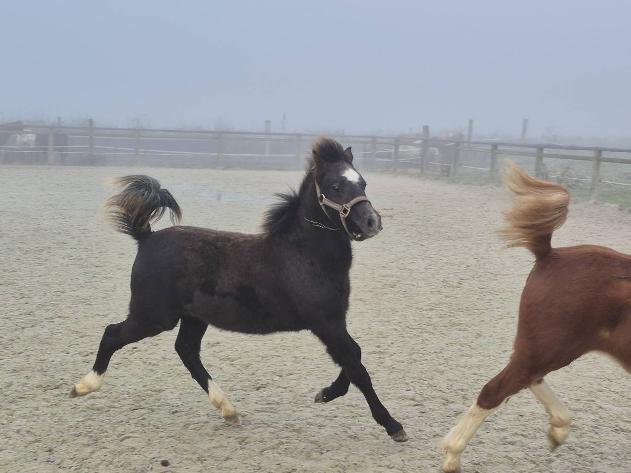 Caballo castrado Welsh Poni (Secci&oacute;n B) En venta 2025 Tordo
