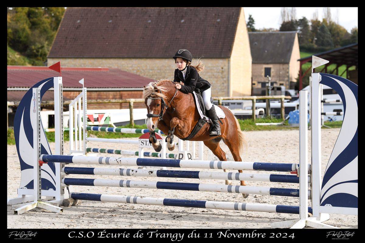 Caballo castrado Welsh Poni (Secci&oacute;n B) En venta 2025 Tordo