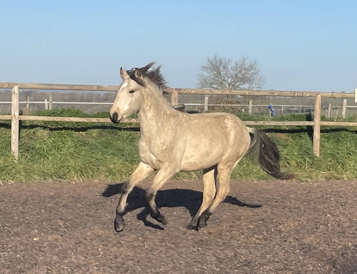 Potro Lusitano En venta 2024 Isabelo por Pablo du chalet