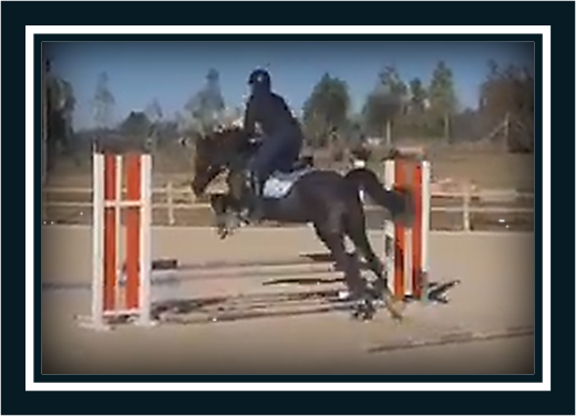 Caballo castrado Poni de Silla Ingl&eacute;s En venta 2018 Bayo moreno por GREENGAGE  FOOL