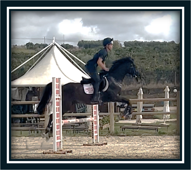 Caballo castrado Poni de Silla Ingl&eacute;s En venta 2018 Bayo moreno por GREENGAGE  FOOL
