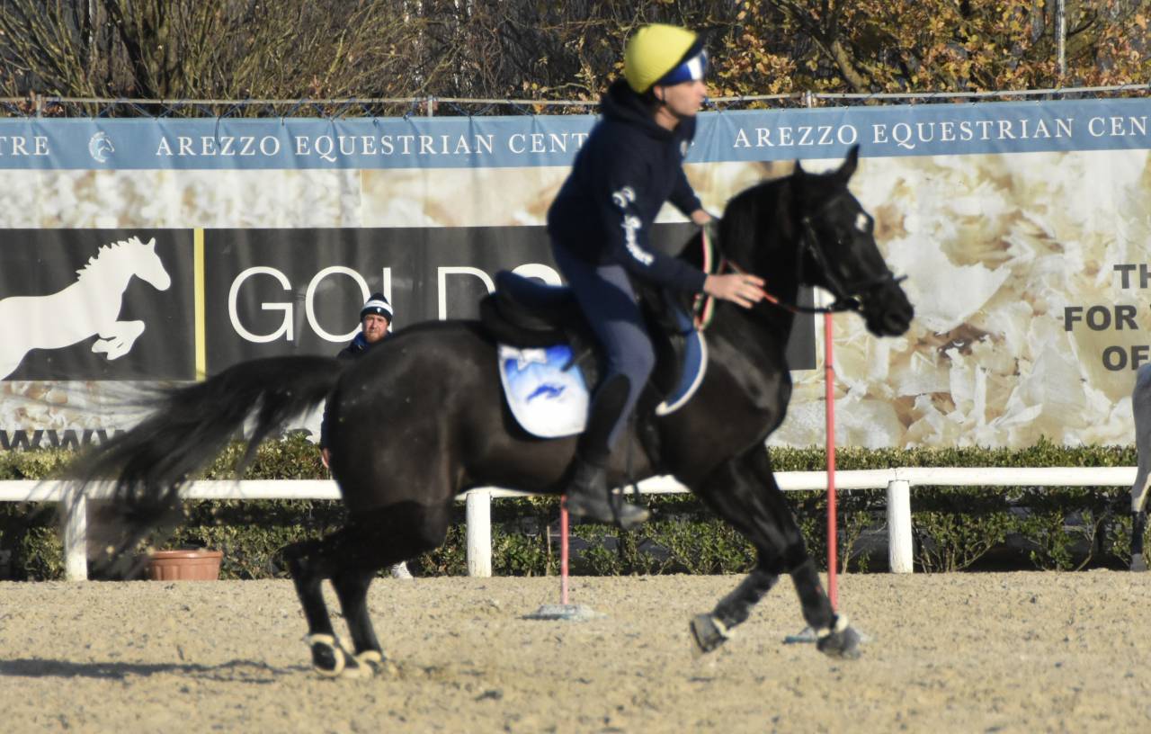 Caballo castrado Poni de Silla Ingl&eacute;s En venta 2018 Bayo moreno por GREENGAGE  FOOL