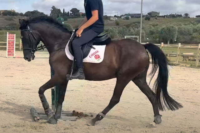 Caballo castrado Poni de Silla Ingl&eacute;s En venta 2018 Bayo moreno por GREENGAGE  FOOL