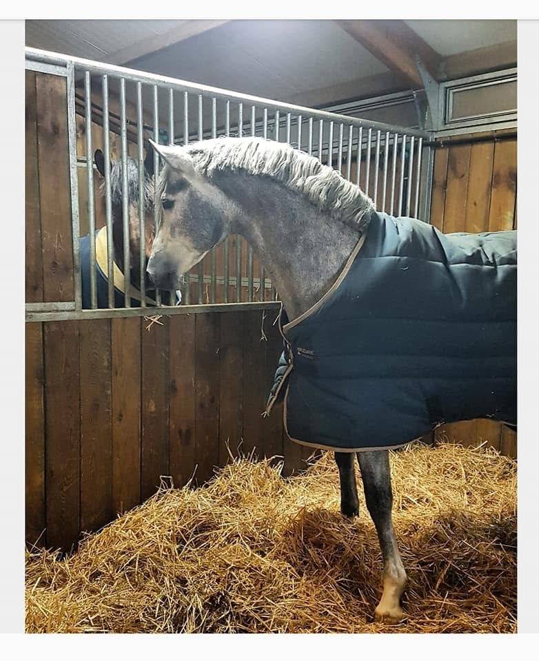 Semental PRE Pura Raza Espa&ntilde;ola En venta 2016 Tordo