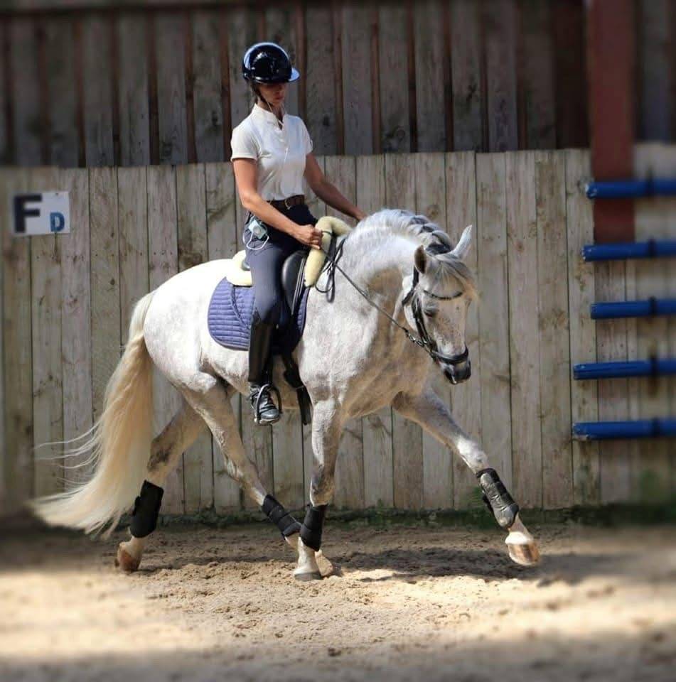 Semental PRE Pura Raza Espa&ntilde;ola En venta 2016 Tordo