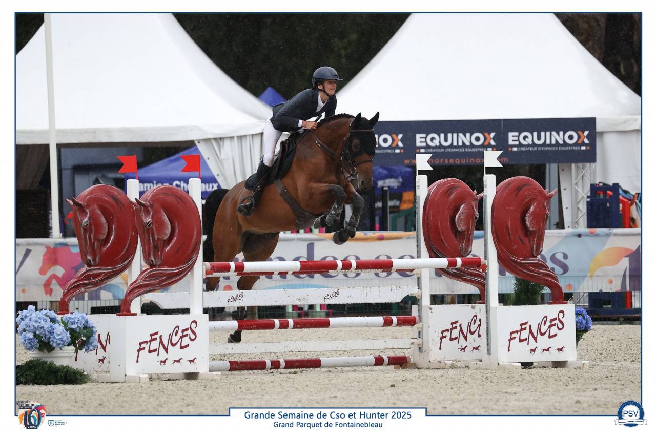 Caballo castrado Silla Franc&eacute;s En venta 2019 Bayo por Javollo