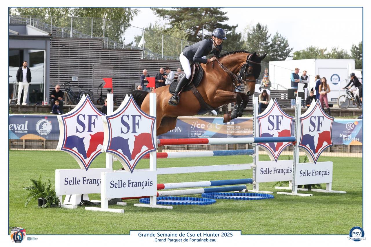 Caballo castrado Silla Franc&eacute;s En venta 2019 Bayo por Javollo