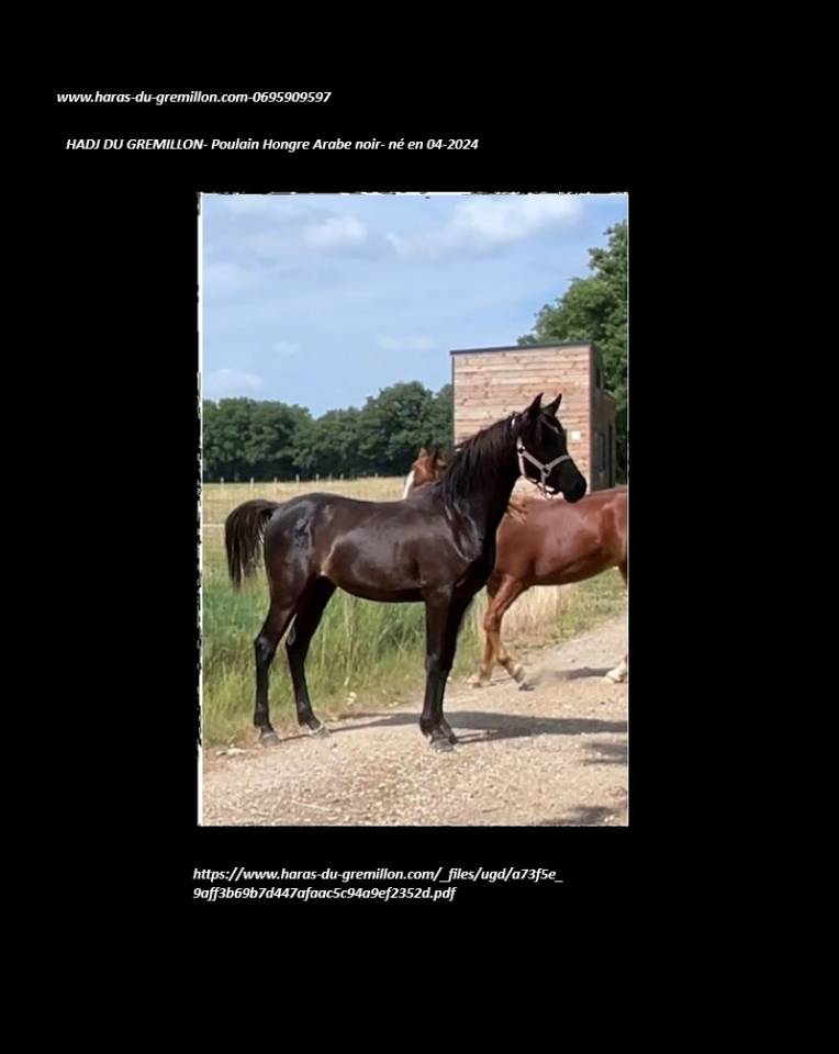 Caballo castrado Arabe En venta 2024 Negro
