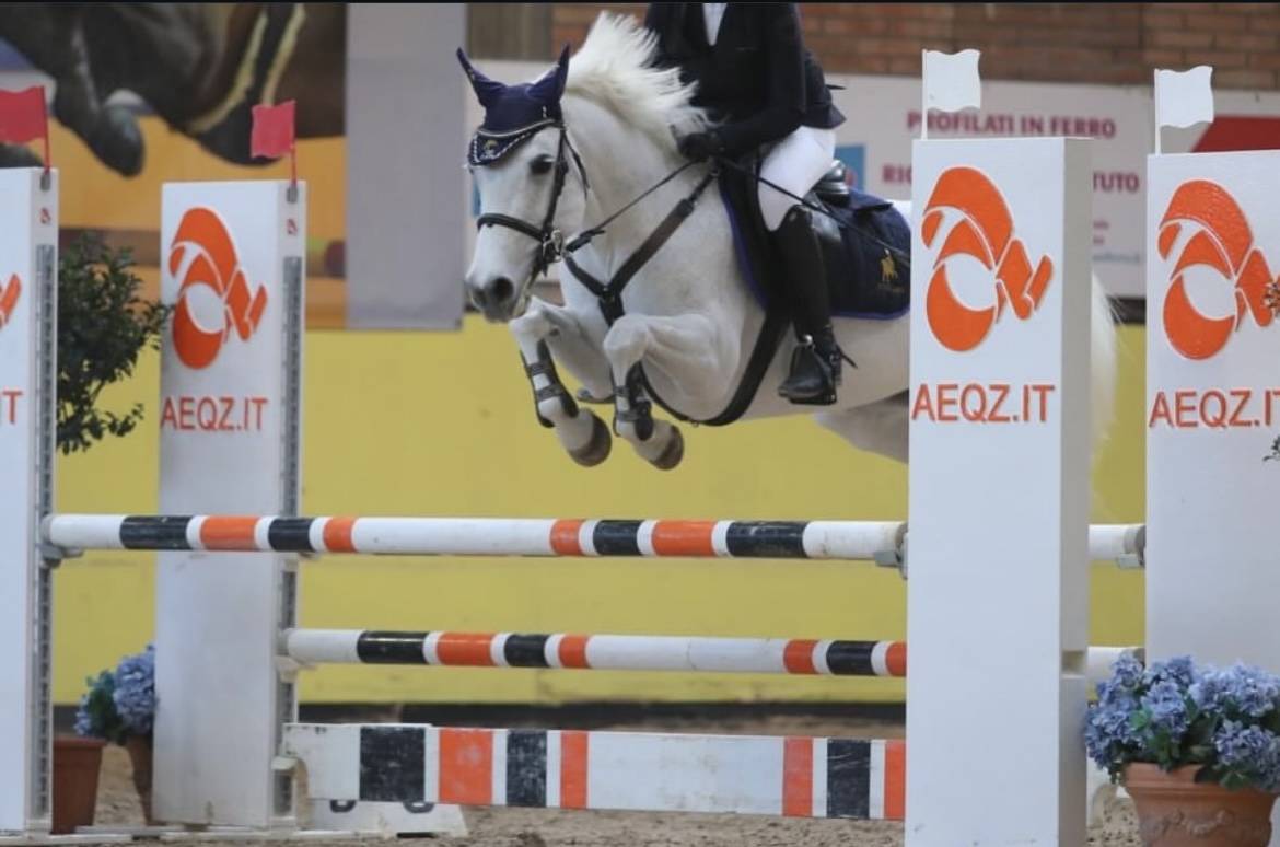 Yegua Connemara En venta 2011 Tordo por VA TOUT DU RUERE