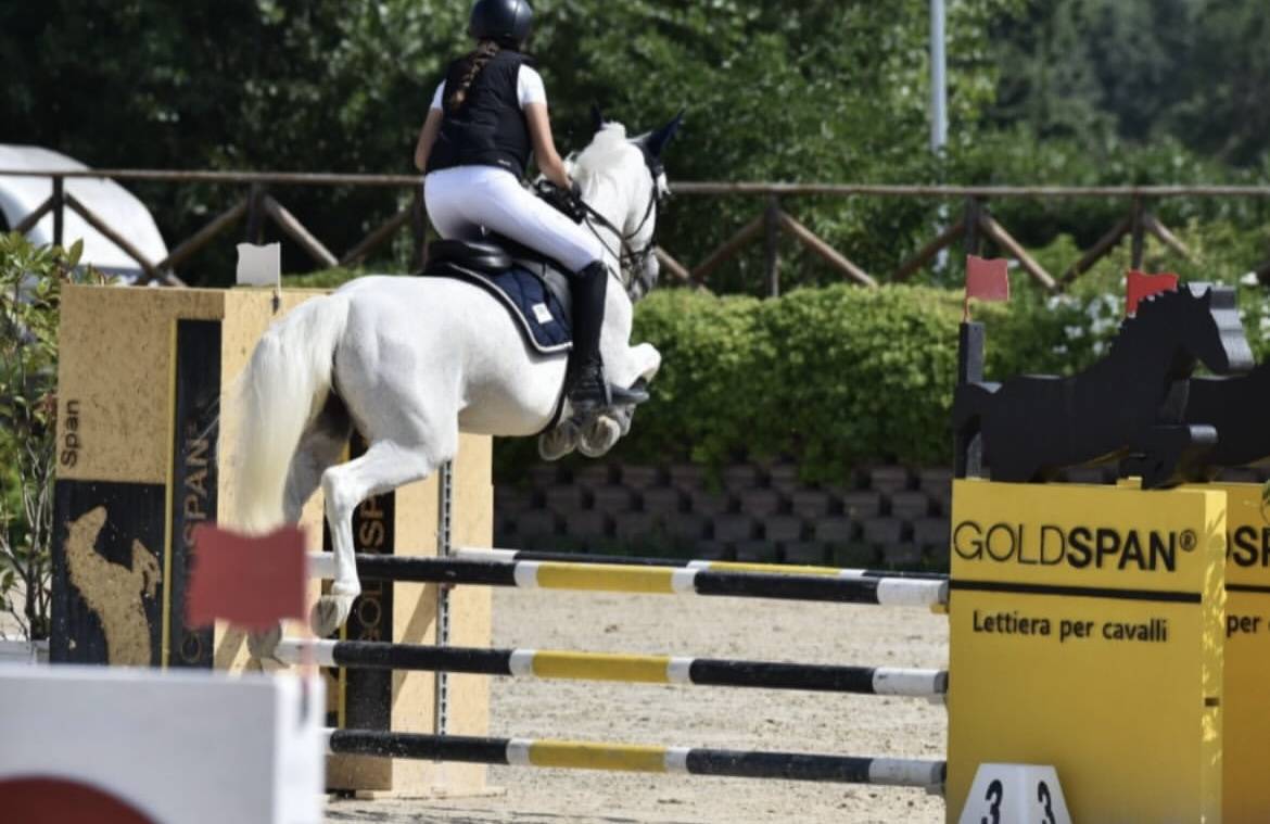 Yegua Connemara En venta 2011 Tordo por VA TOUT DU RUERE