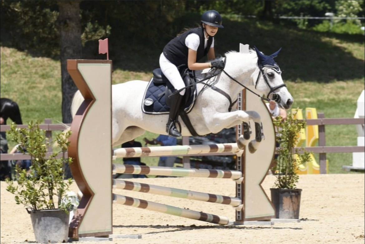 Yegua Connemara En venta 2011 Tordo por VA TOUT DU RUERE