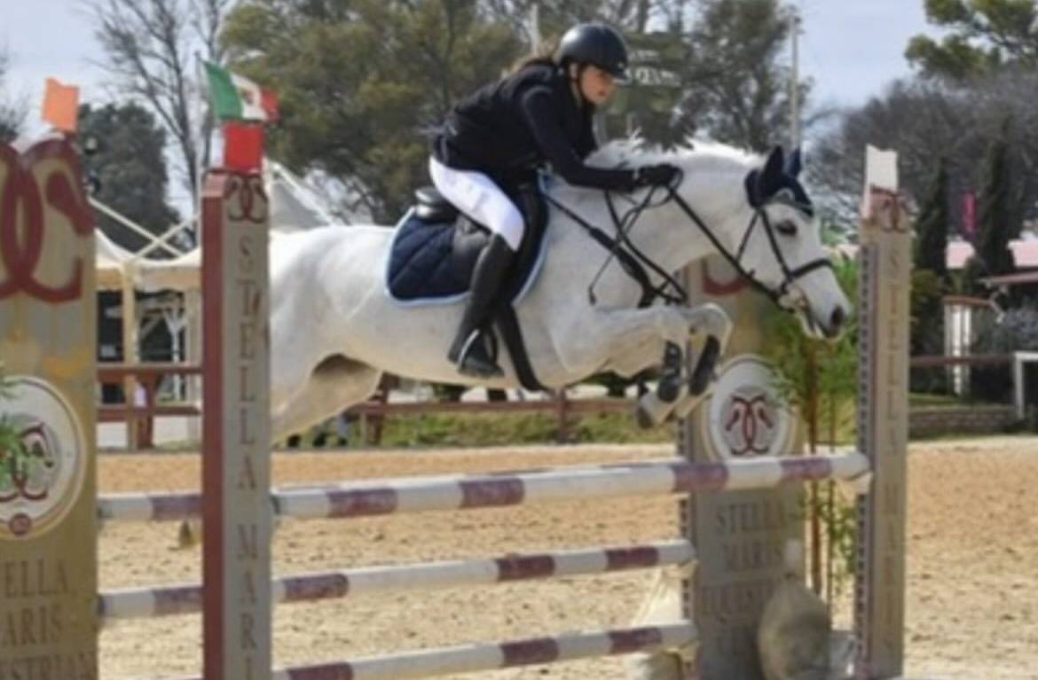 Yegua Connemara En venta 2011 Tordo por VA TOUT DU RUERE