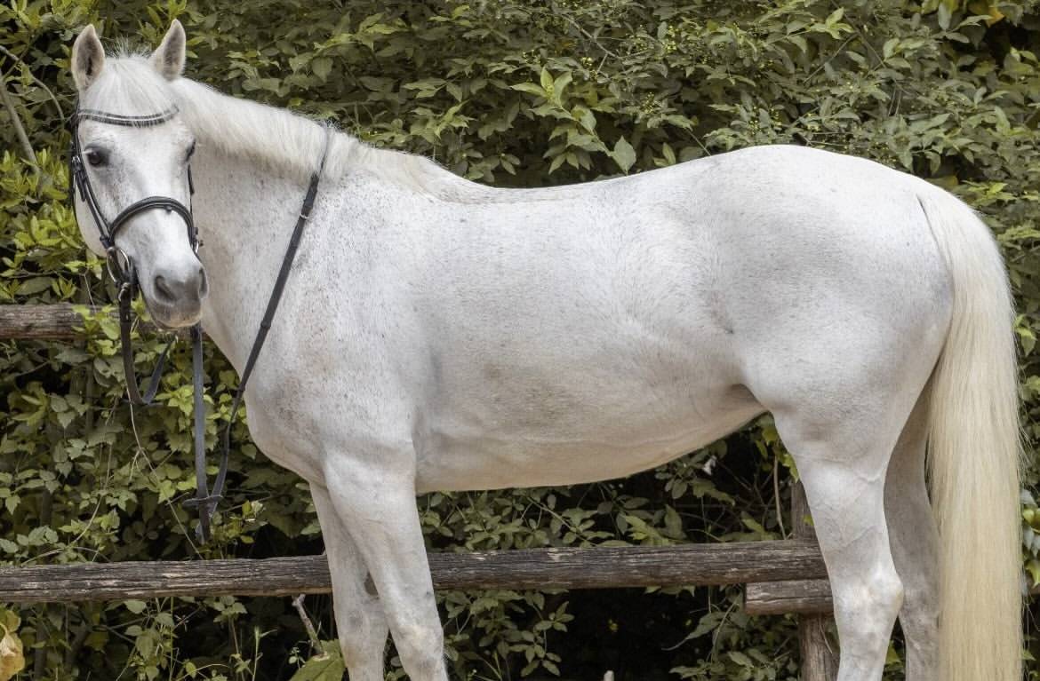 Yegua Connemara En venta 2011 Tordo por VA TOUT DU RUERE