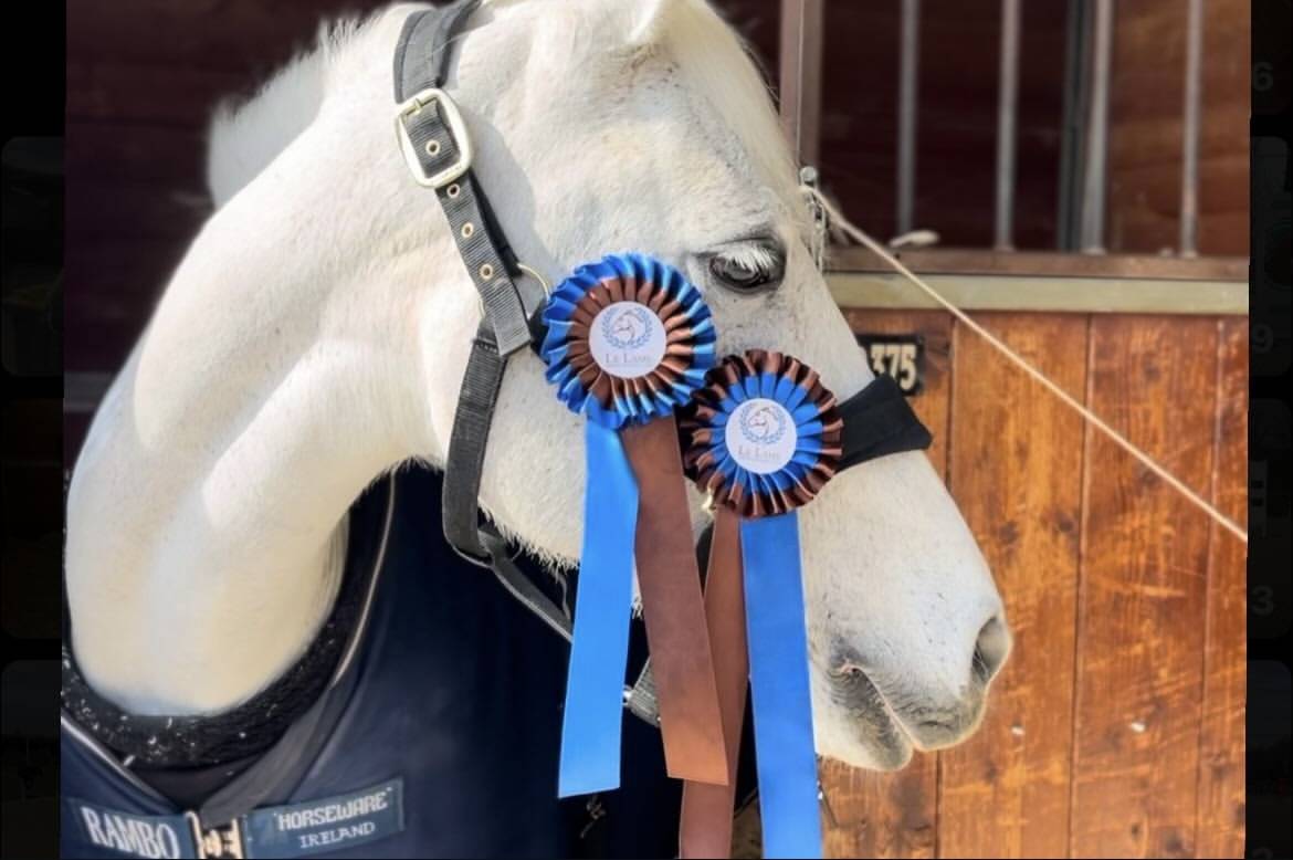 Yegua Connemara En venta 2011 Tordo por VA TOUT DU RUERE