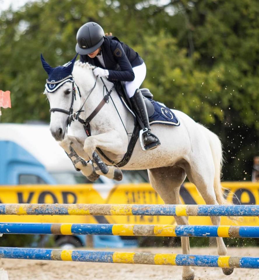 Yegua Connemara En venta 2011 Tordo por VA TOUT DU RUERE