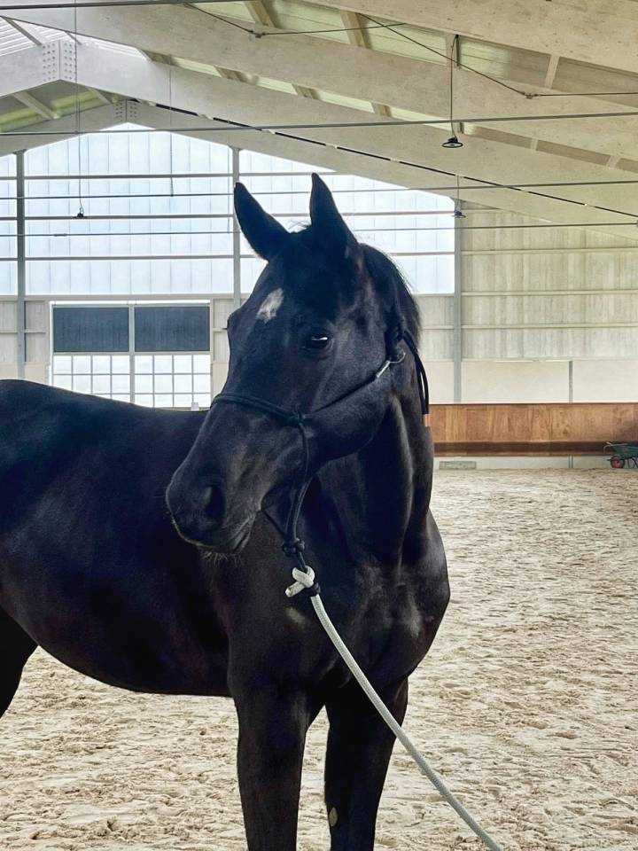 Yegua Silla Franc&eacute;s En venta 2016 Negro por United sunheup