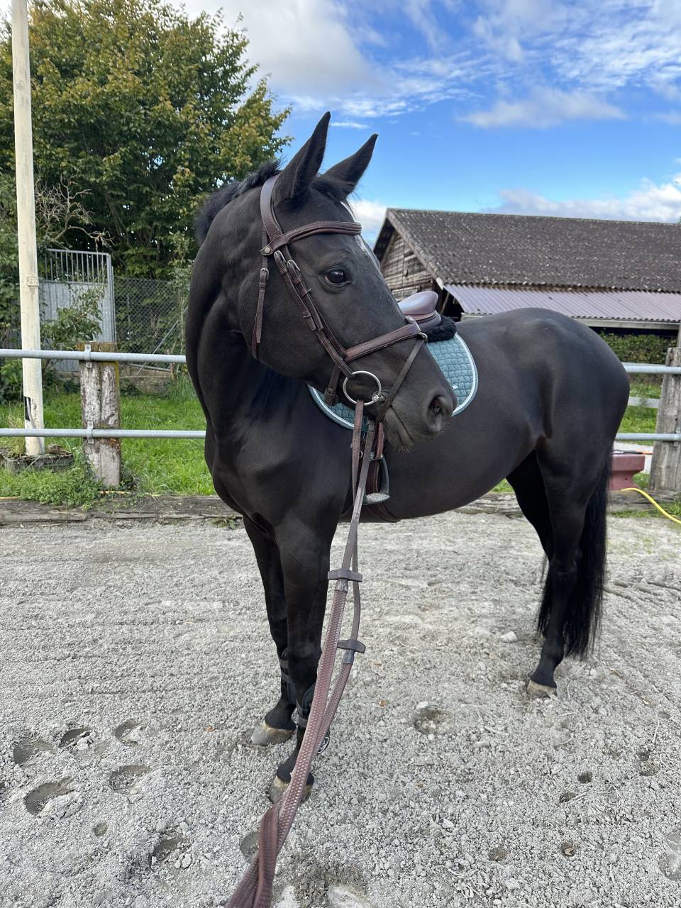 Yegua Silla Franc&eacute;s En venta 2016 Negro por United sunheup