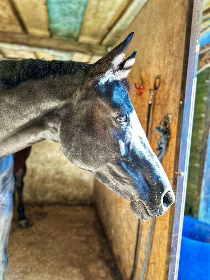 Yegua Silla Franc&eacute;s En venta 2016 Negro por United sunheup