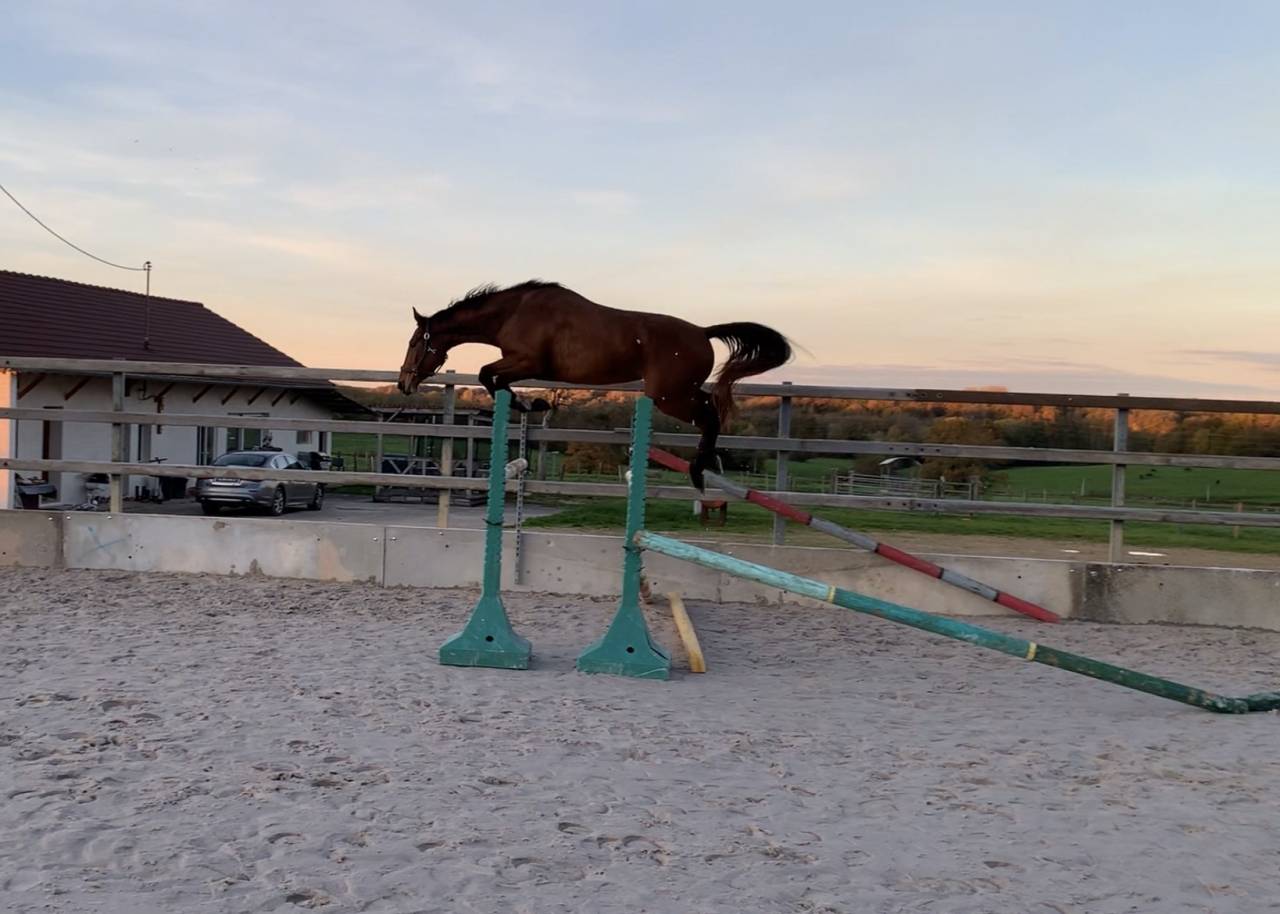 Yegua Origine Constat&eacute;e En venta 2022 Bayo