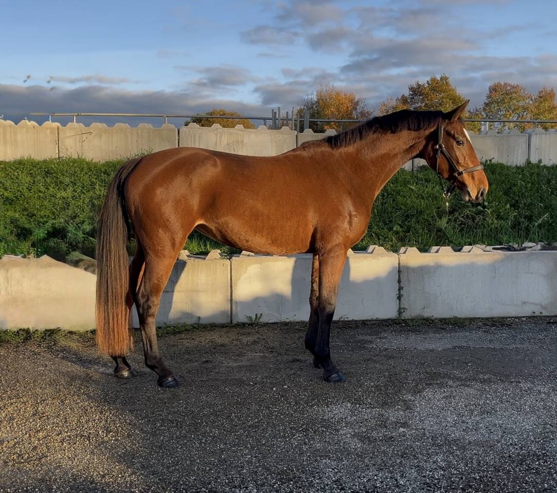 Yegua Origine Constat&eacute;e En venta 2022 Bayo