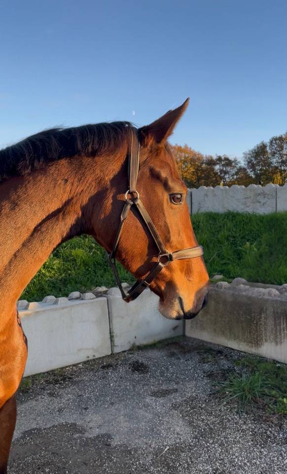 Yegua Origine Constat&eacute;e En venta 2022 Bayo