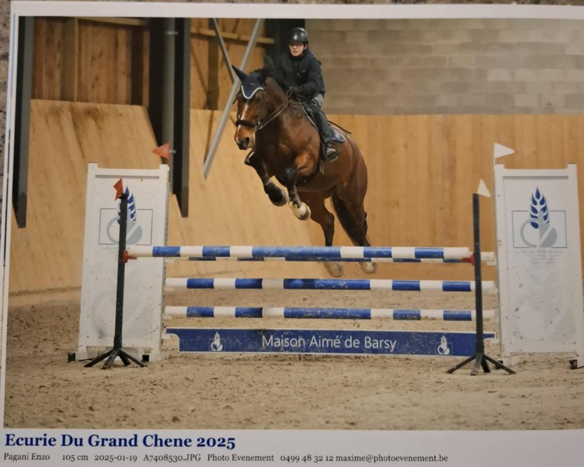 Caballo castrado BWP Caballo de Sangre Belga En venta 2011 Bayo