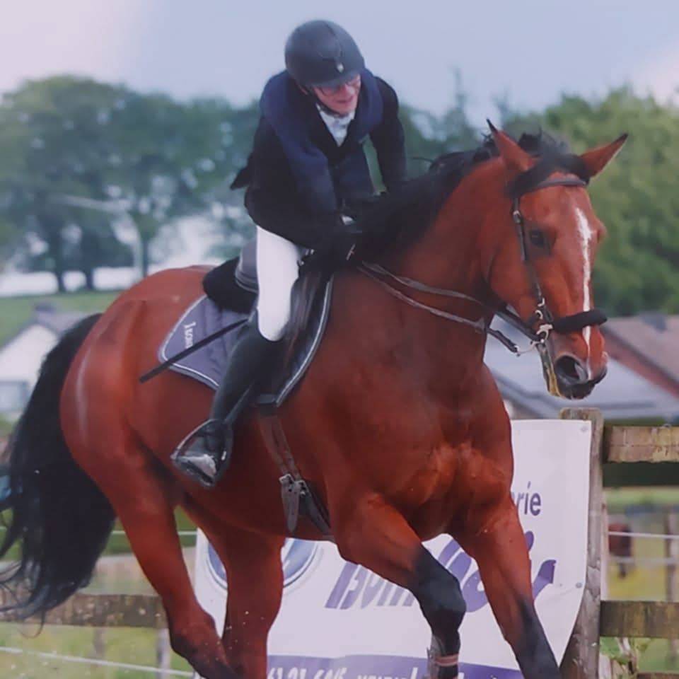 Caballo castrado BWP Caballo de Sangre Belga En venta 2011 Bayo