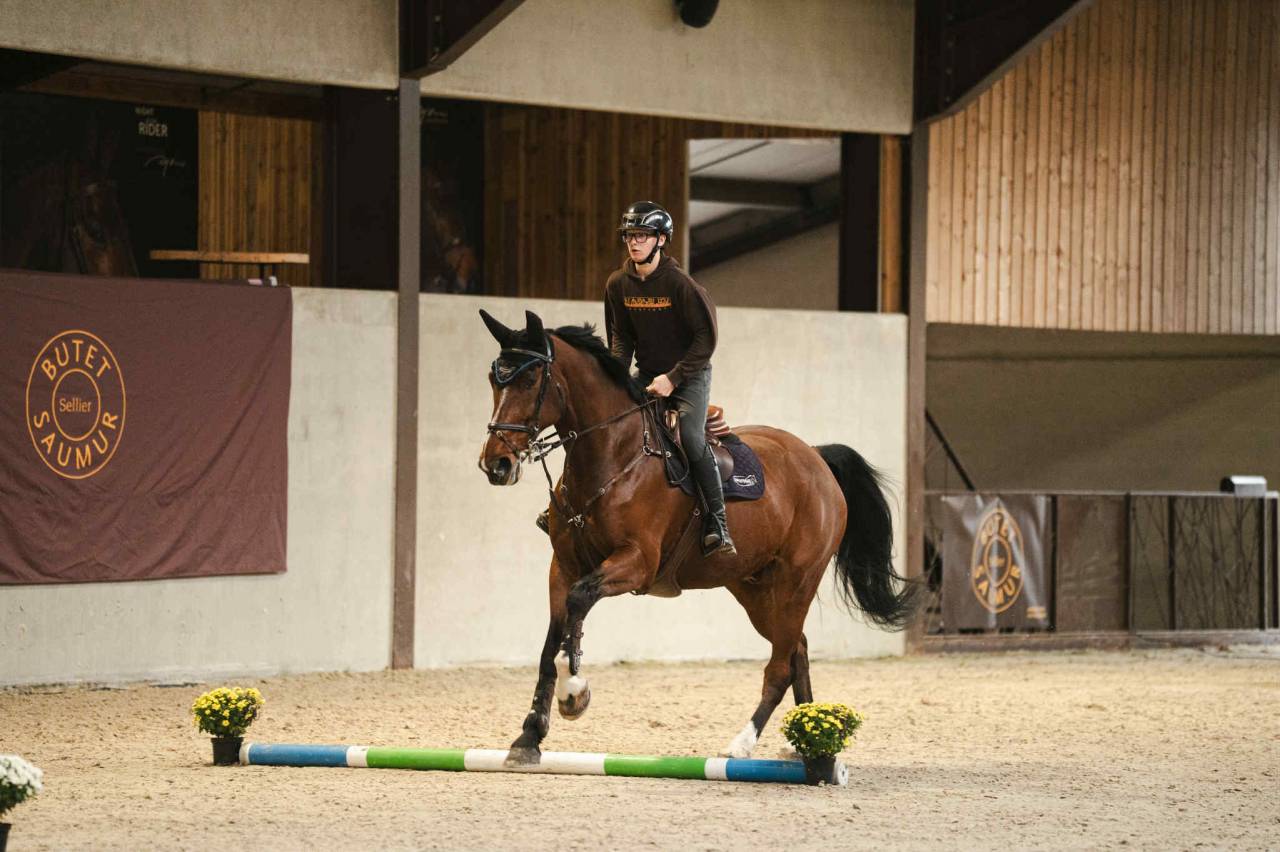 Caballo castrado BWP Caballo de Sangre Belga En venta 2011 Bayo