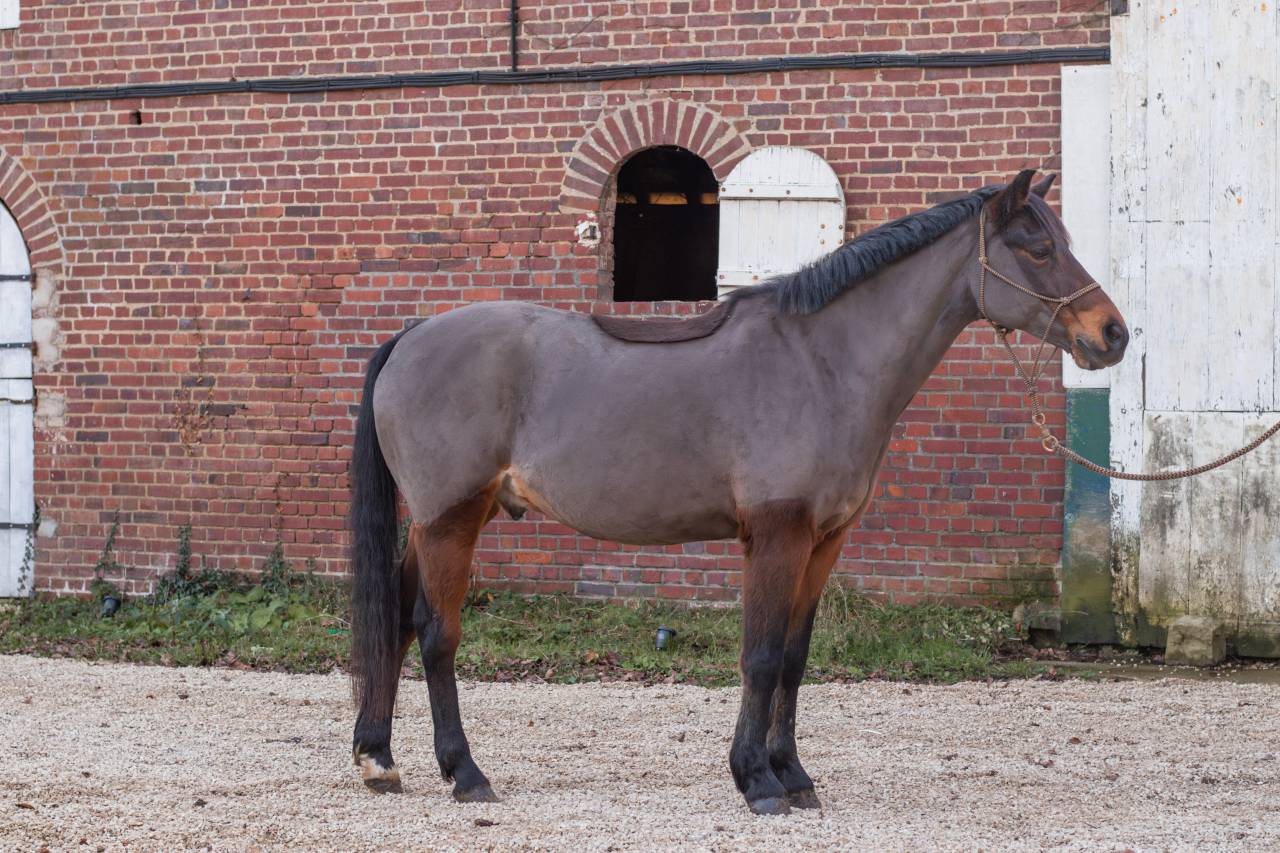 Caballo castrado PFS Poni Fran&ccedil;&eacute;s de Silla En venta 2013 Bayo