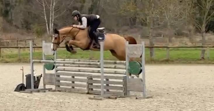 Yegua Silla Franc&eacute;s En venta 2020 Alaz&aacute;n