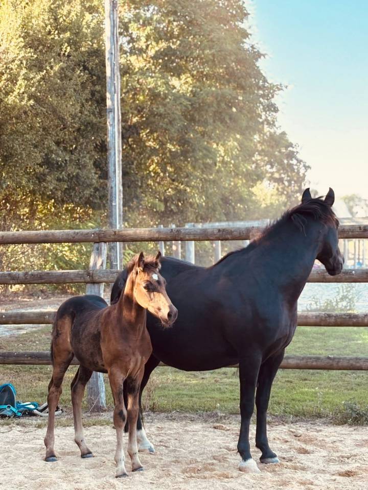 Yegua de ganader&iacute;a New Forest En venta 2020 Negro por Rambo