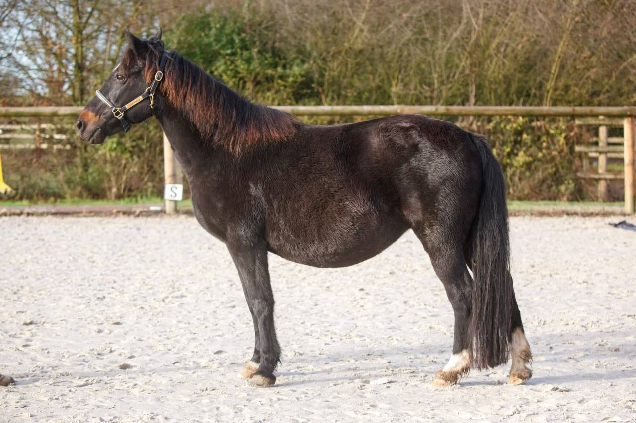 Yegua de ganader&iacute;a New Forest En venta 2020 Negro por Rambo