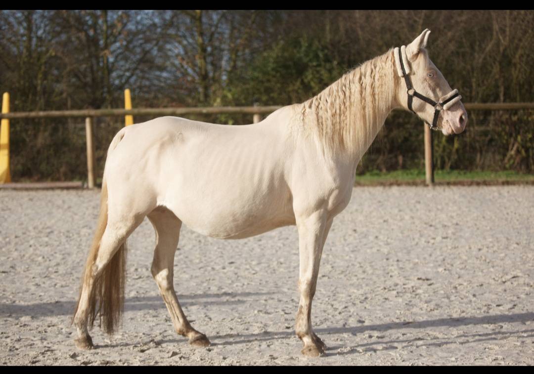 Yegua Origen No Constatado En venta 2017 Perlino