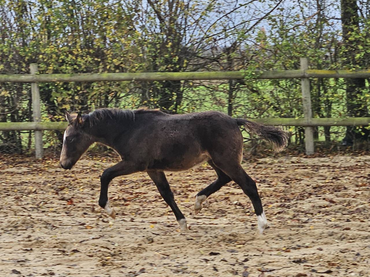 Yegua Origen No Constatado En venta 2017 Perlino