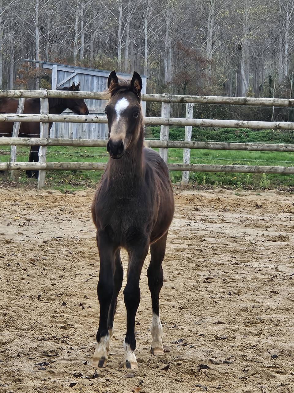 Yegua Origen No Constatado En venta 2017 Perlino