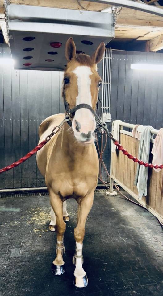 Caballo castrado Zangersheide En venta 2013 Alaz&aacute;n