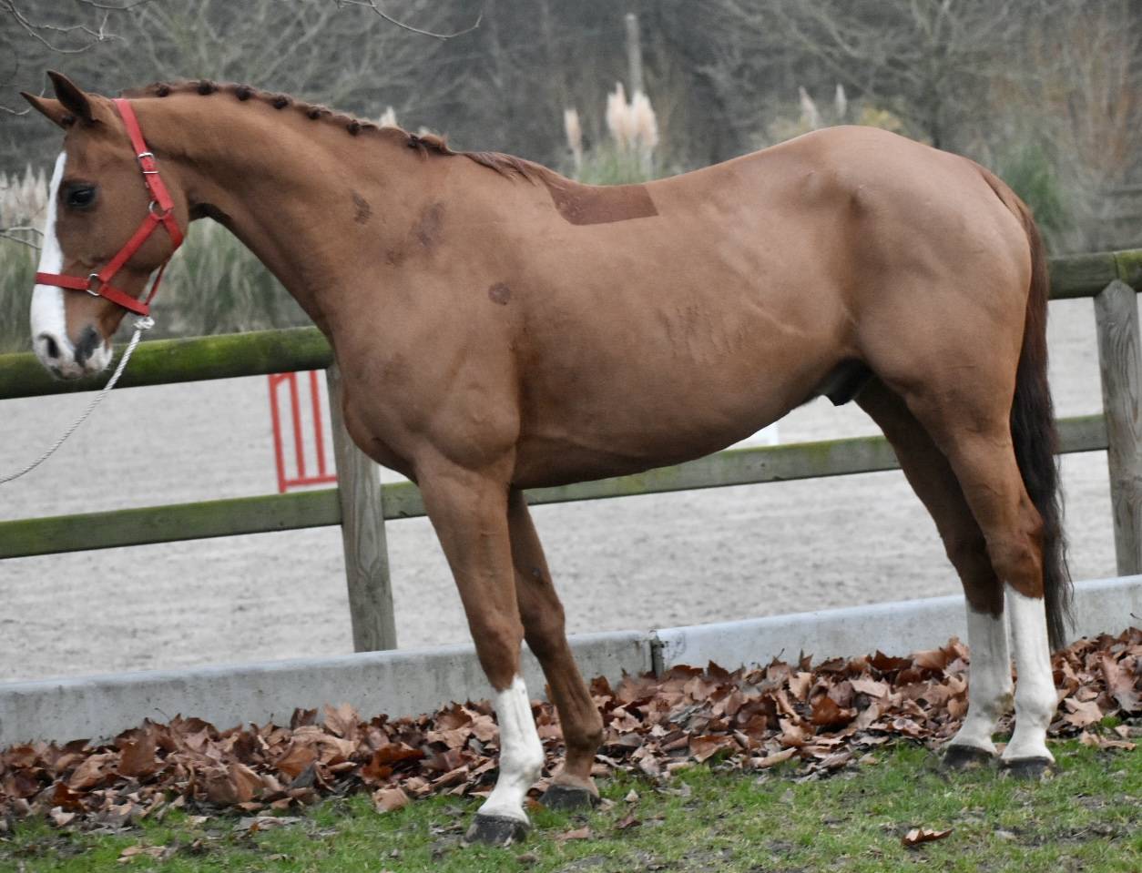 Caballo castrado Zangersheide En venta 2013 Alaz&aacute;n