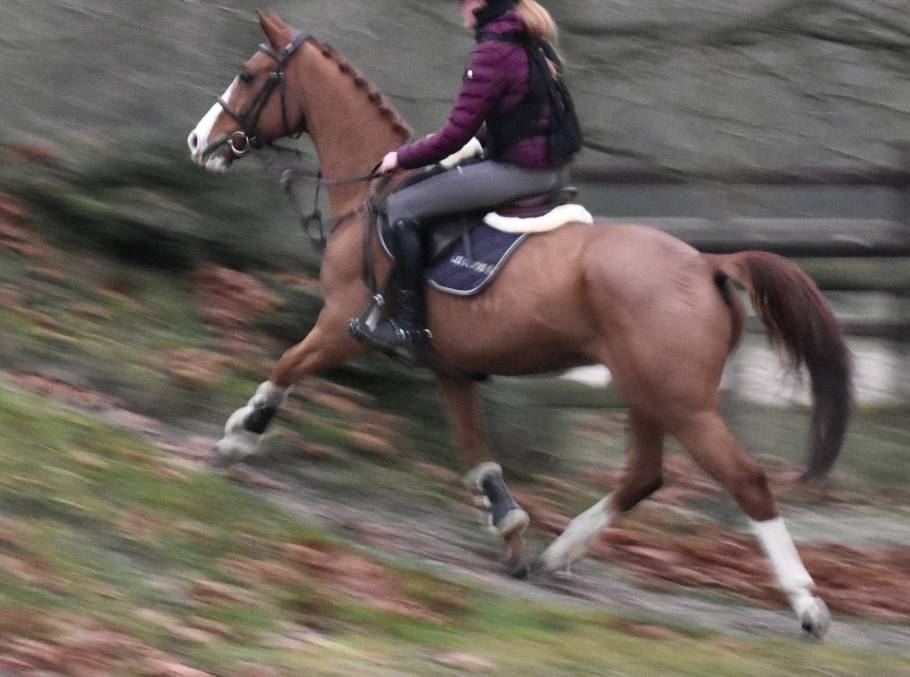 Caballo castrado Zangersheide En venta 2013 Alaz&aacute;n