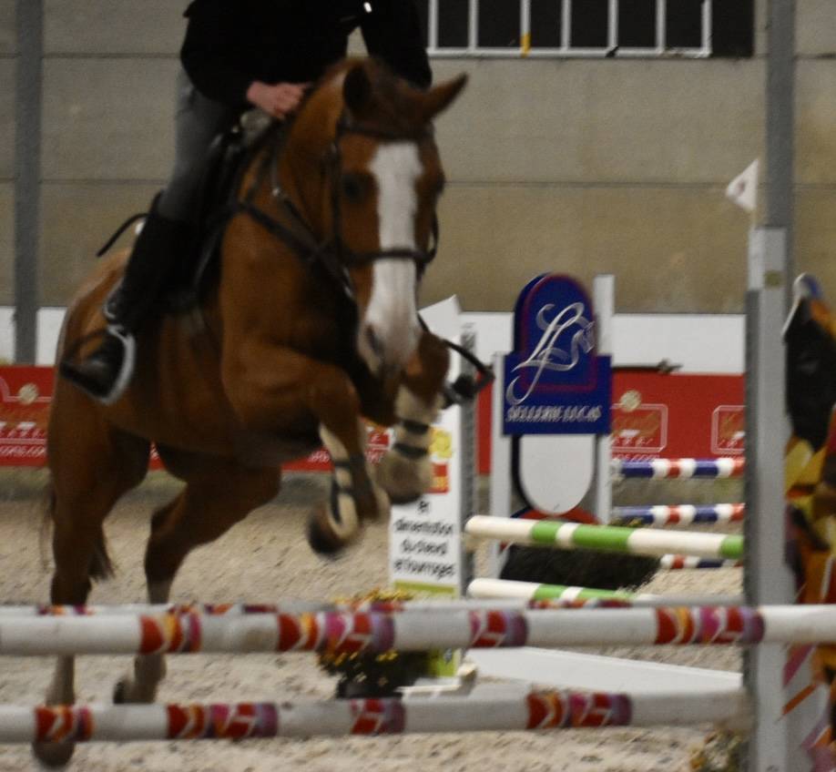 Caballo castrado Zangersheide En venta 2013 Alaz&aacute;n