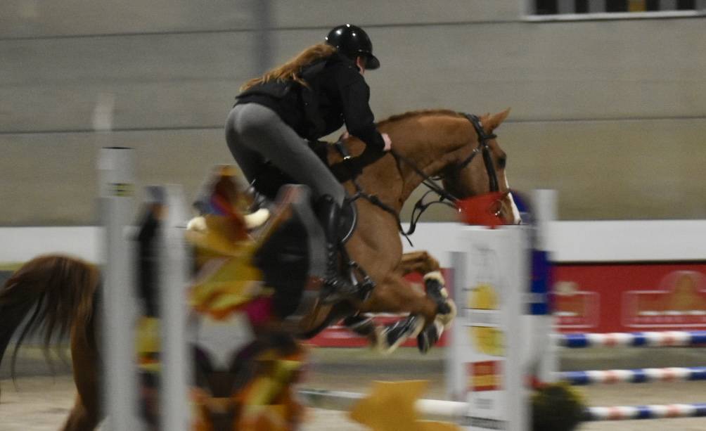 Caballo castrado Zangersheide En venta 2013 Alaz&aacute;n