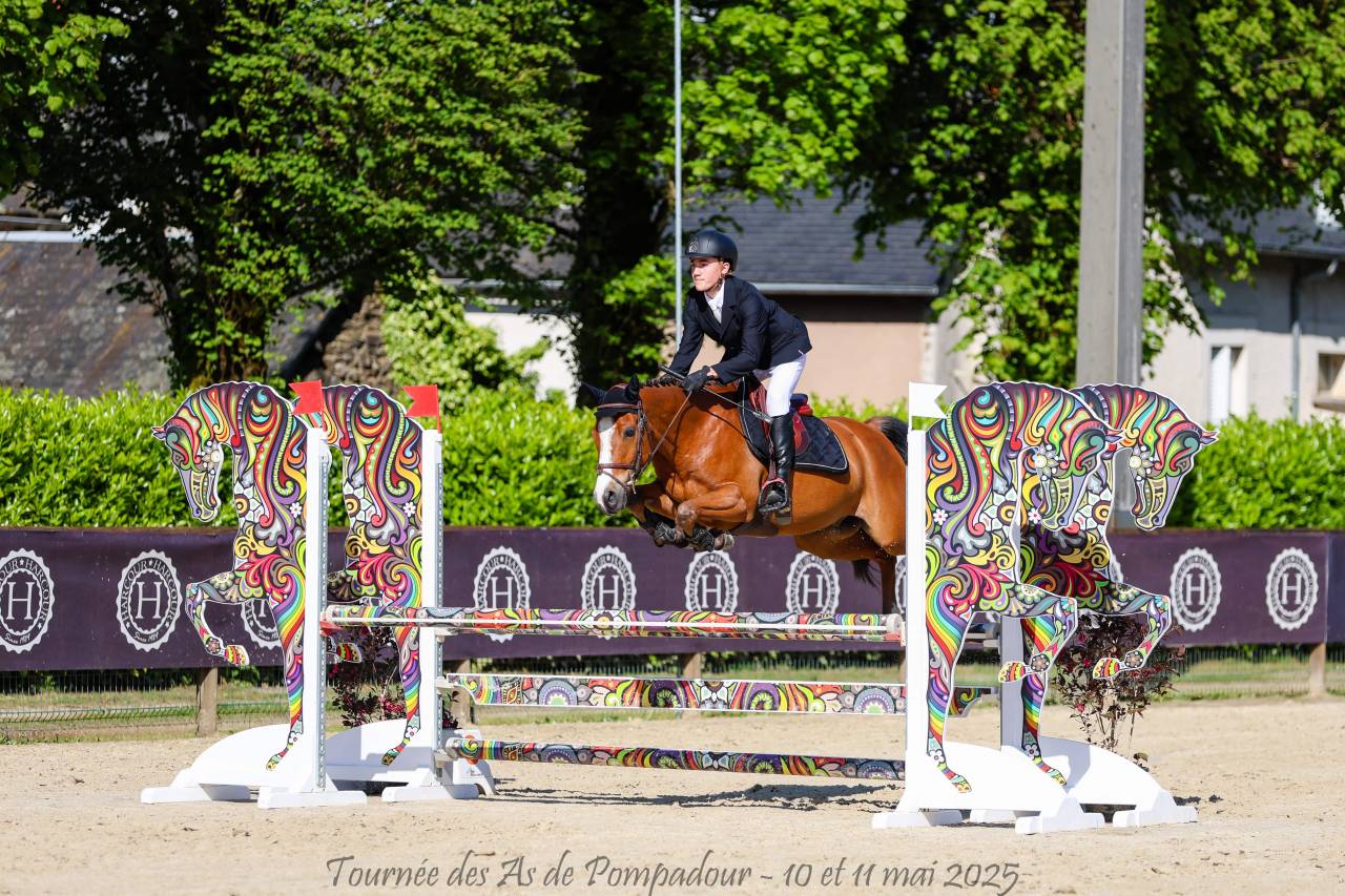 Caballo castrado PFS Poni Fran&ccedil;&eacute;s de Silla En venta 2015 Bayo por Lennicha de Florys