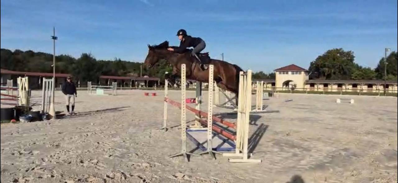 Yegua Silla Franc&eacute;s En venta 2020 Bayo por Dexter de Kerglenn