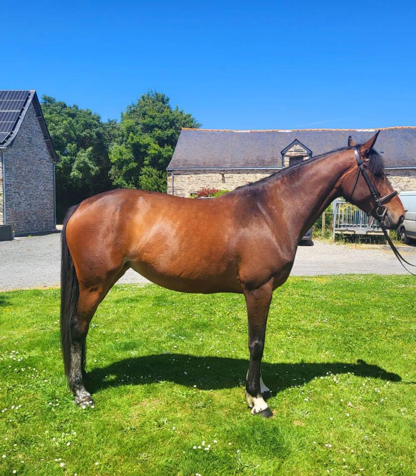 Yegua Silla Franc&eacute;s En venta 2020 Bayo por Dexter de Kerglenn