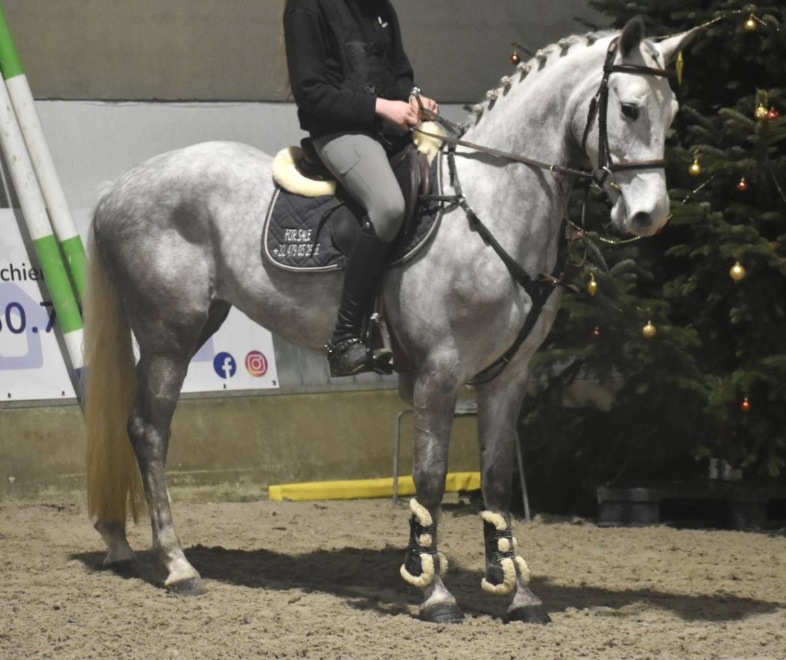 Yegua Connemara En venta 2022 Tordo