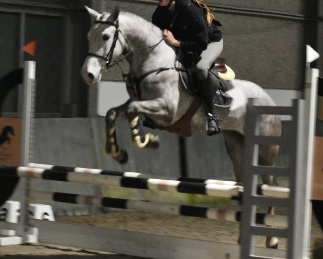 Yegua Connemara En venta 2022 Tordo