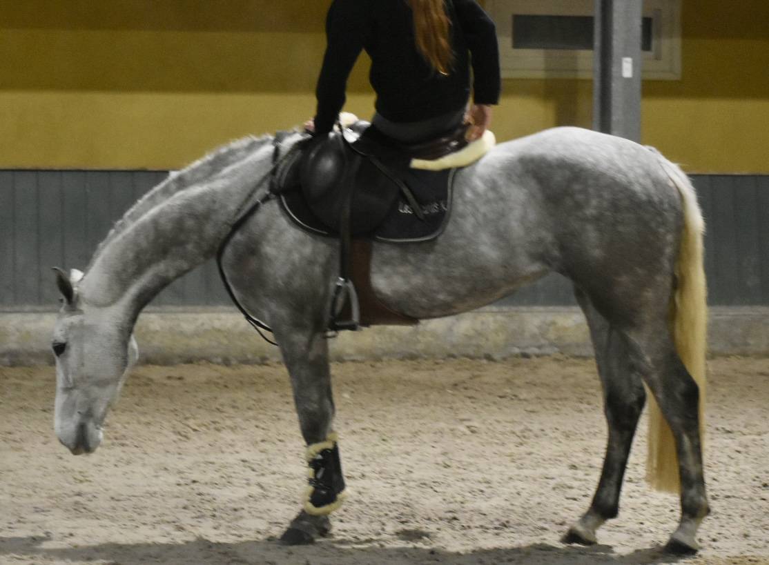 Yegua Connemara En venta 2022 Tordo