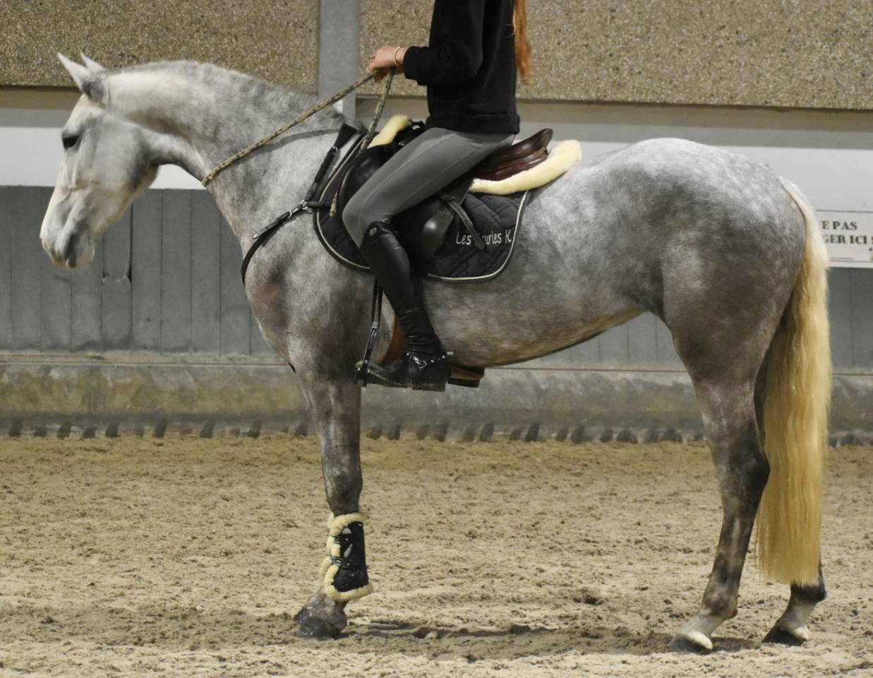 Yegua Connemara En venta 2022 Tordo