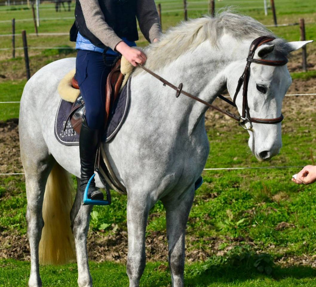 Yegua Connemara En venta 2022 Tordo